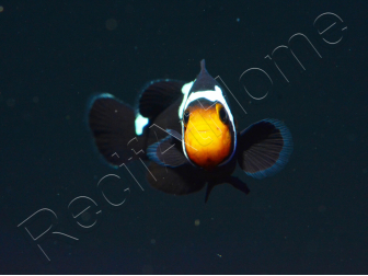 Amphiprion Prem. Black Snow Elevage USA PROAQUATIX