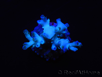 WYSIWYG Acropora echinata Ice Fire 5O4