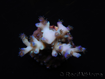 WYSIWYG Acropora echinata Ice Fire 5O4