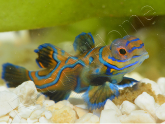 Mâle Synchiropus splendidus S ELEVAGE FRANCE ACDP