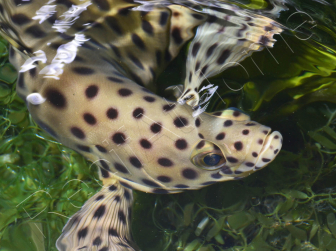 Chromileptes altivelis L