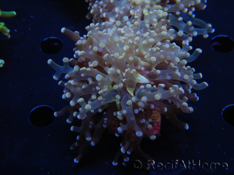 WYSIWYG Euphyllia paradivisa Orange Phantom (Mariculture acclimaté sous LED) 10C5