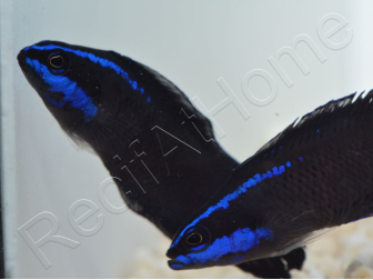 Pseudochromis springeri Elevage PROAQUATIX 3-5 cm