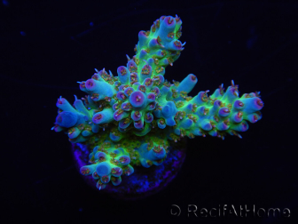 WYSIWYG RAH Acropora Na'vi 5M2