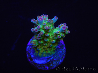 WYSIWYG RAH Acropora Na'vi 5M3