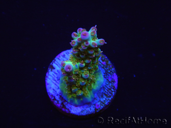 WYSIWYG RAH Acropora Na'vi 5M4