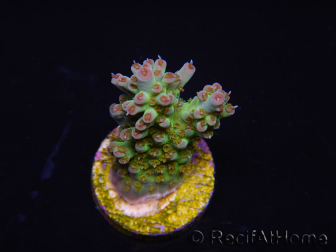 WYSIWYG RAH Acropora Na'vi 5M3