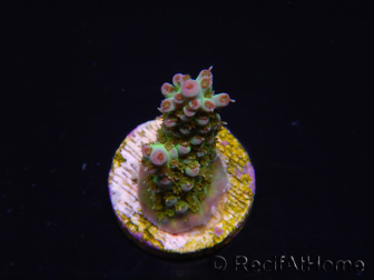 WYSIWYG RAH Acropora Na'vi 5M4