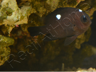 Dascyllus trimaculatus 3-4 cm