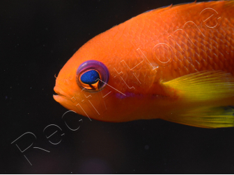 Pseudanthias squamipinnis femelle (Sri Lanka) 6-8 cm