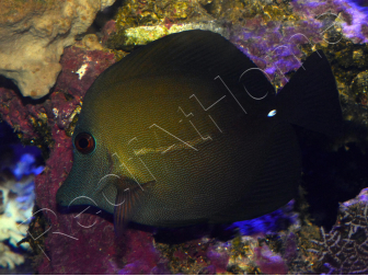 Zebrasoma scopas 4-6 cm
