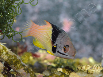 Bodianus mesothorax 5-7 cm