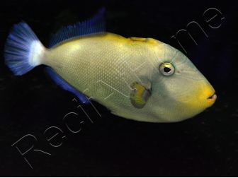 Melichthys vidua 10-12 cm