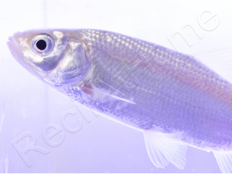 Ides mélanote Bleu - Leuciscus idus