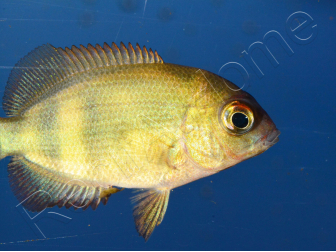 Paretroplus menarambo (Madagascar) 