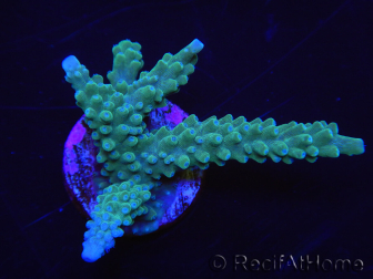 WYSIWYG Acropora muricata Blue 5R3