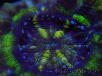 WYSIWYG Homophyllia australis (ex Scolymia) RED 5 cm