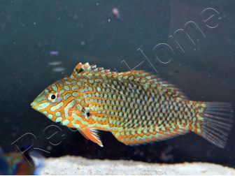 Macropharyngodon ornatus