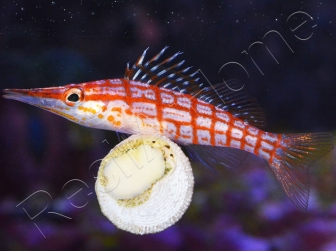 Oxycirrhites typus 5-7 cm