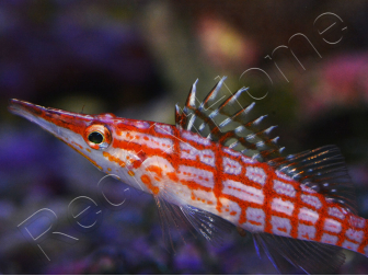 Oxycirrhites typus 5-7 cm