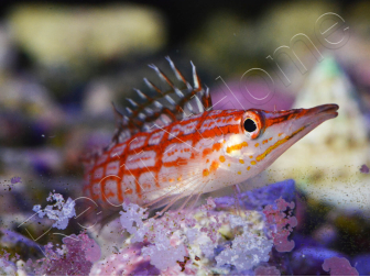 Oxycirrhites typus 5-7 cm