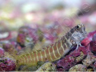 Salarias fasciatus 3-5 cm