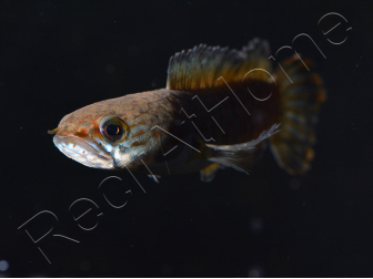  Poisson tête de serpent - Channa andrao 12 cm (Asie)