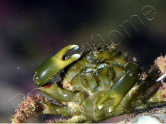 Mithrax sculptus 2-4 cm