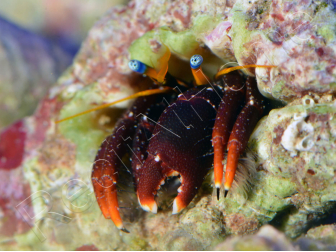 Calcinus laevimanus
