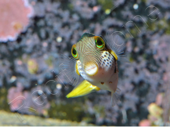 Canthigaster valentini