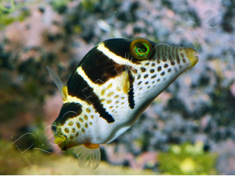 Canthigaster valentini