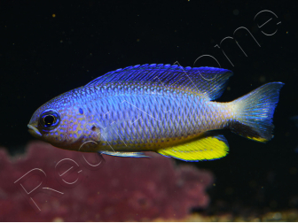 Pomacentrus alleni 4-6 cm