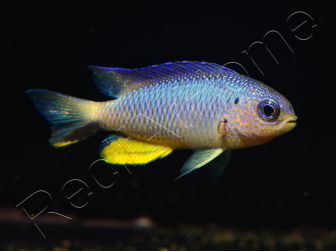 Pomacentrus alleni 4-6 cm