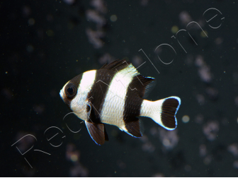 Dascyllus melanurus 3-4 cm