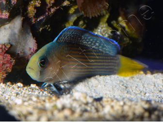 Manonichthys splendens