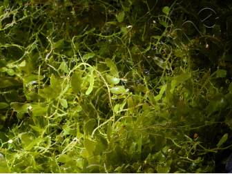 Caulerpa brachypus Small