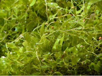 Caulerpa brachypus Small