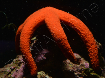 Linckia Orange
