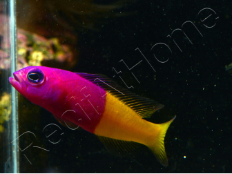 Pictichromis paccagnellae (ex : Pseudochromis paccagnellae) 3-5 cm