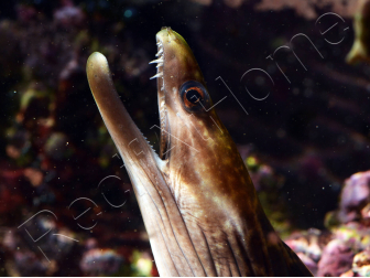 WYSIWYG Gymnothorax sp