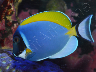Acanthurus leucosternon WYSIWYG 8-10 cm