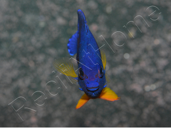 Centropyge bispinosa WYSIWYG 5-7 cm