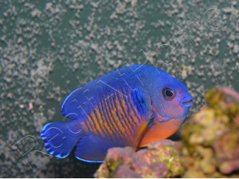 Centropyge bispinosa WYSIWYG 5-7 cm