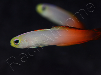Nemateleotris magnifica 5-7 cm
