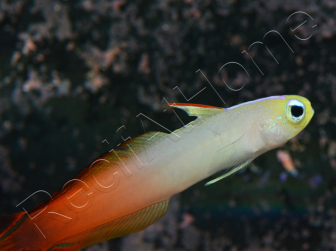 Nemateleotris magnifica 5-7 cm
