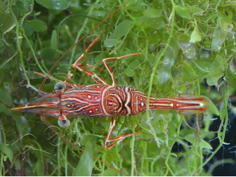 Rhynchocinetes durbanensis 3-5 cm