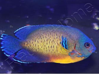Centropyge bispinosa Abérant WYSIWYG2  5-7 cm