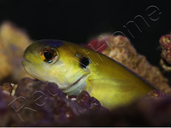 Hoplolatilus luteus