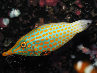 WYSIWYG Oxymonacanthus longirostris