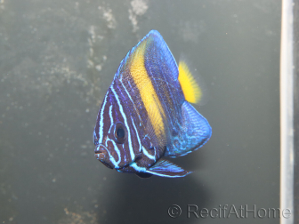 wysiwyg Pomacanthus asfur 2 proaquatix